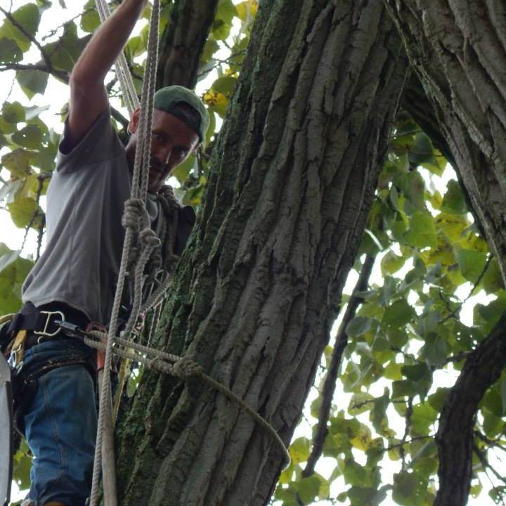 Professional arborist working high in a tree with safety gear