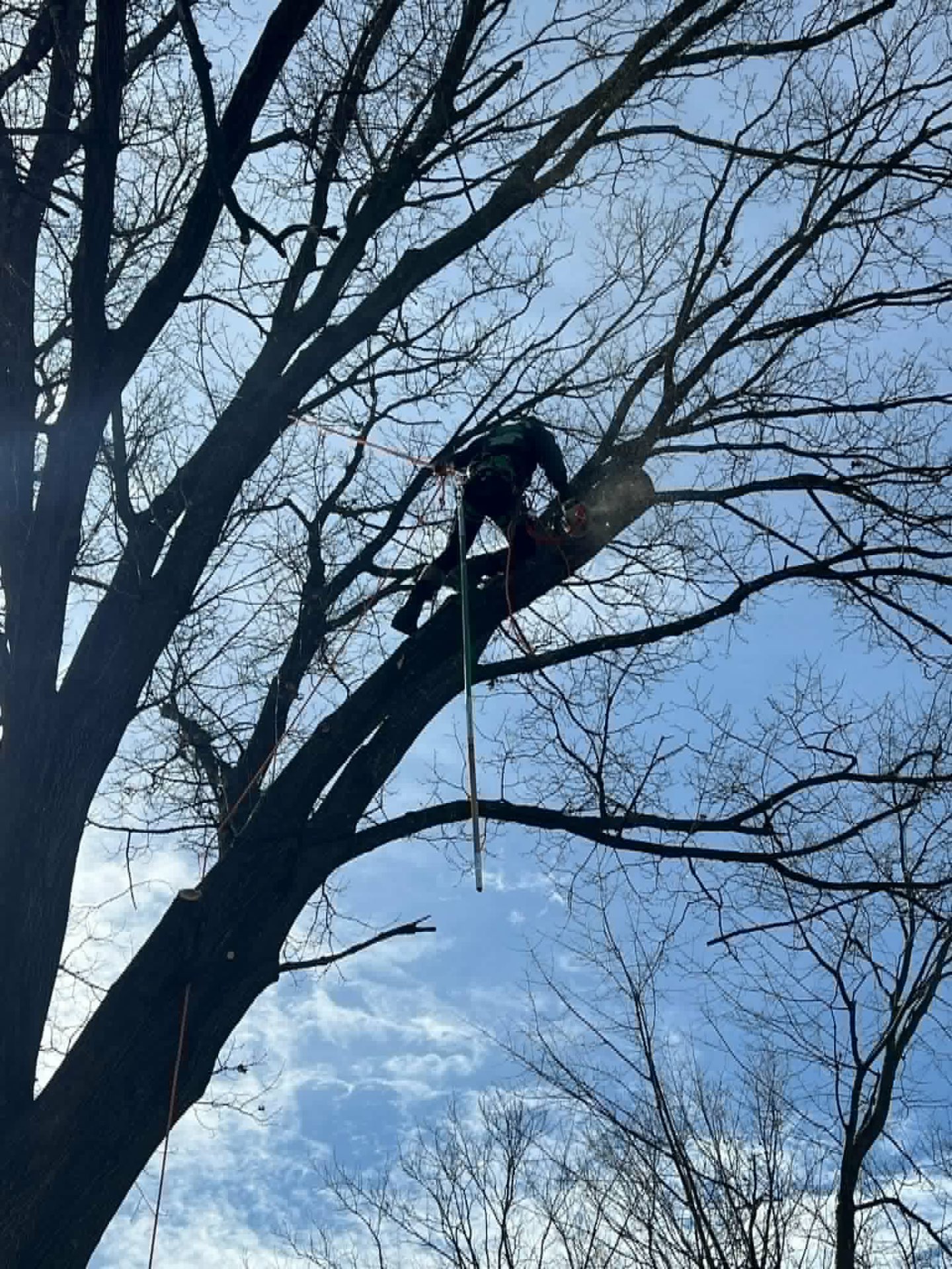 Climber high in a tall hardwood