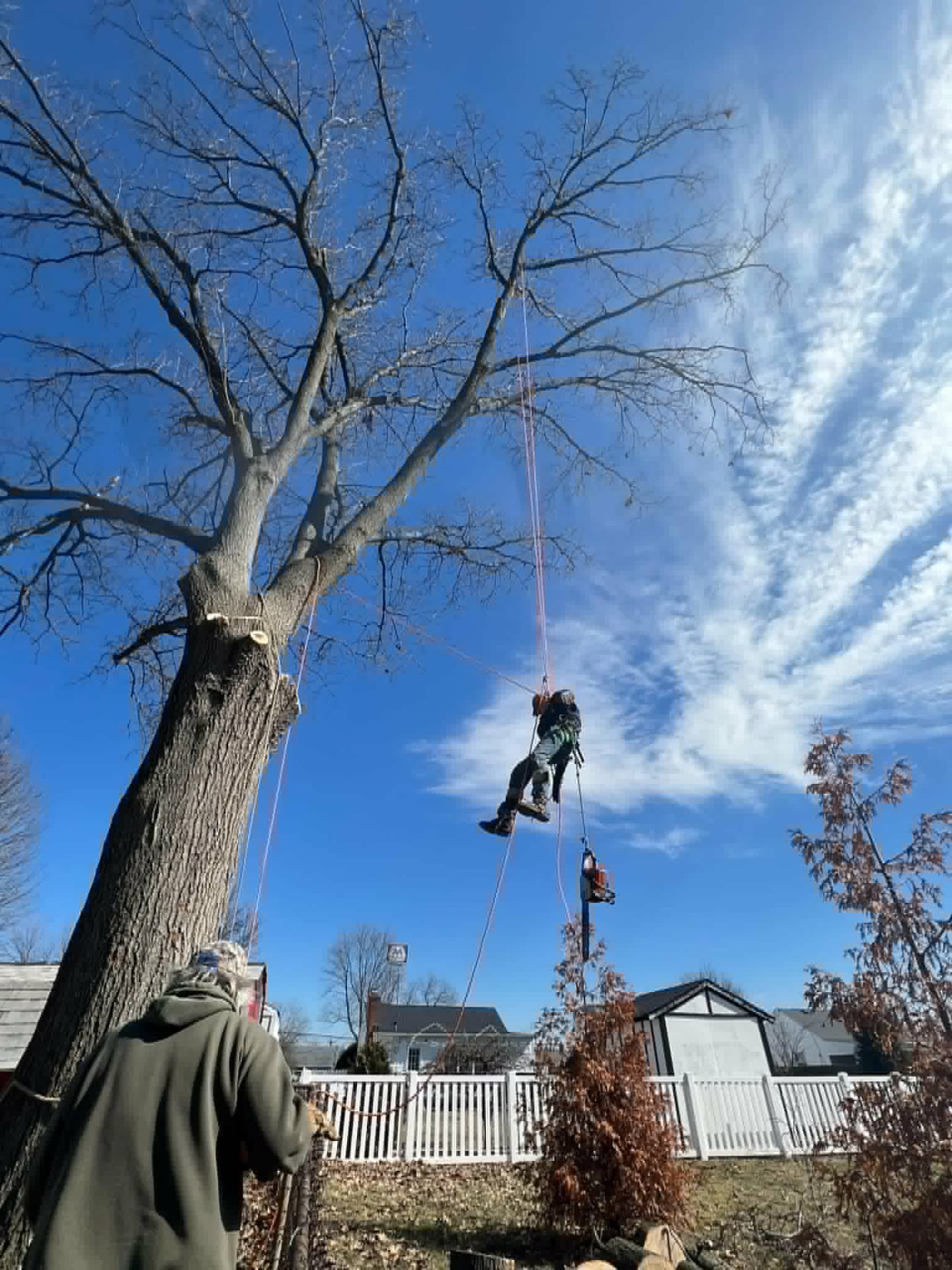 Tree Removal