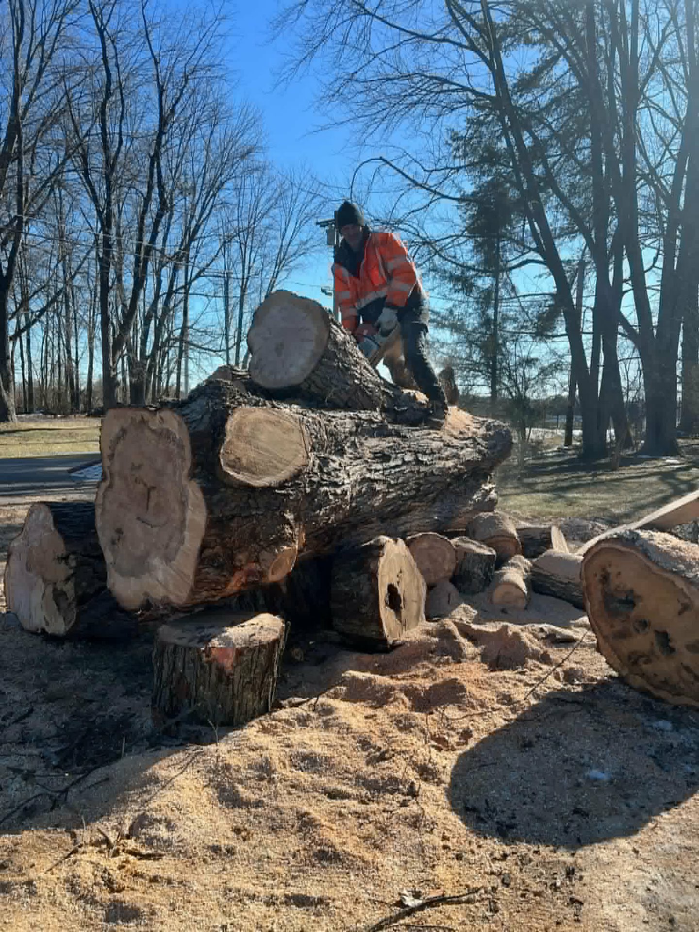 Crew bucking a large log