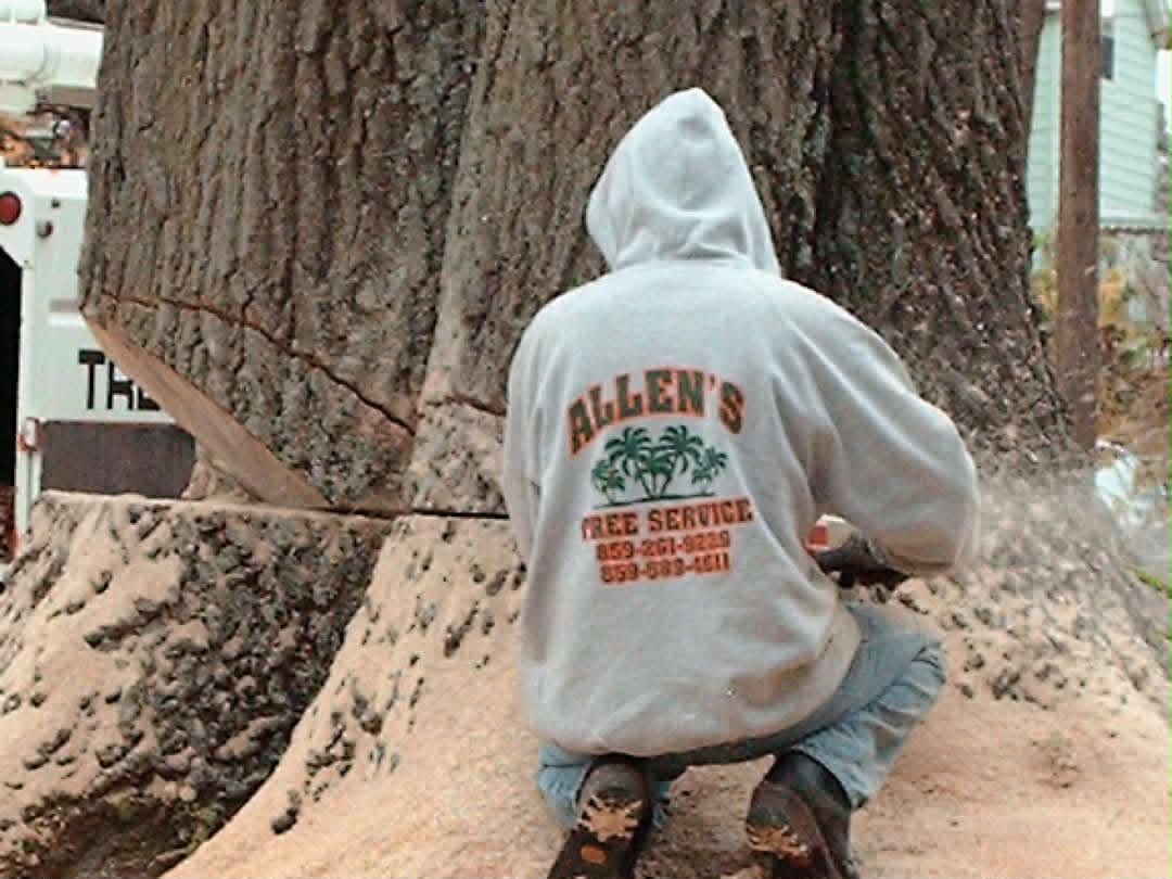 Crew member cutting a large trunk