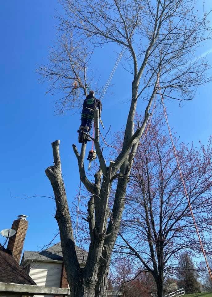 Tree Trimming
